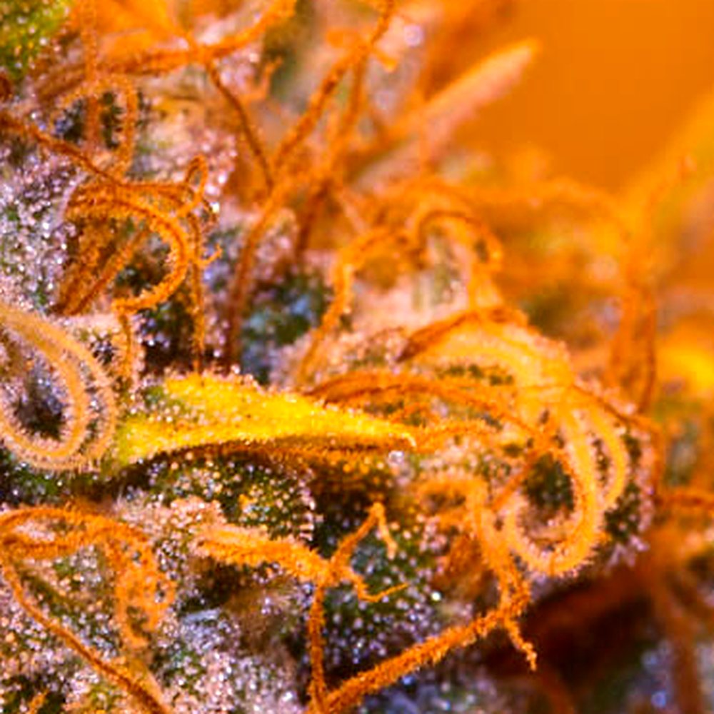 Lemon Cherry Gelato (Indoor) THCA Flower (27.2% THCA) — VelvetCBD
