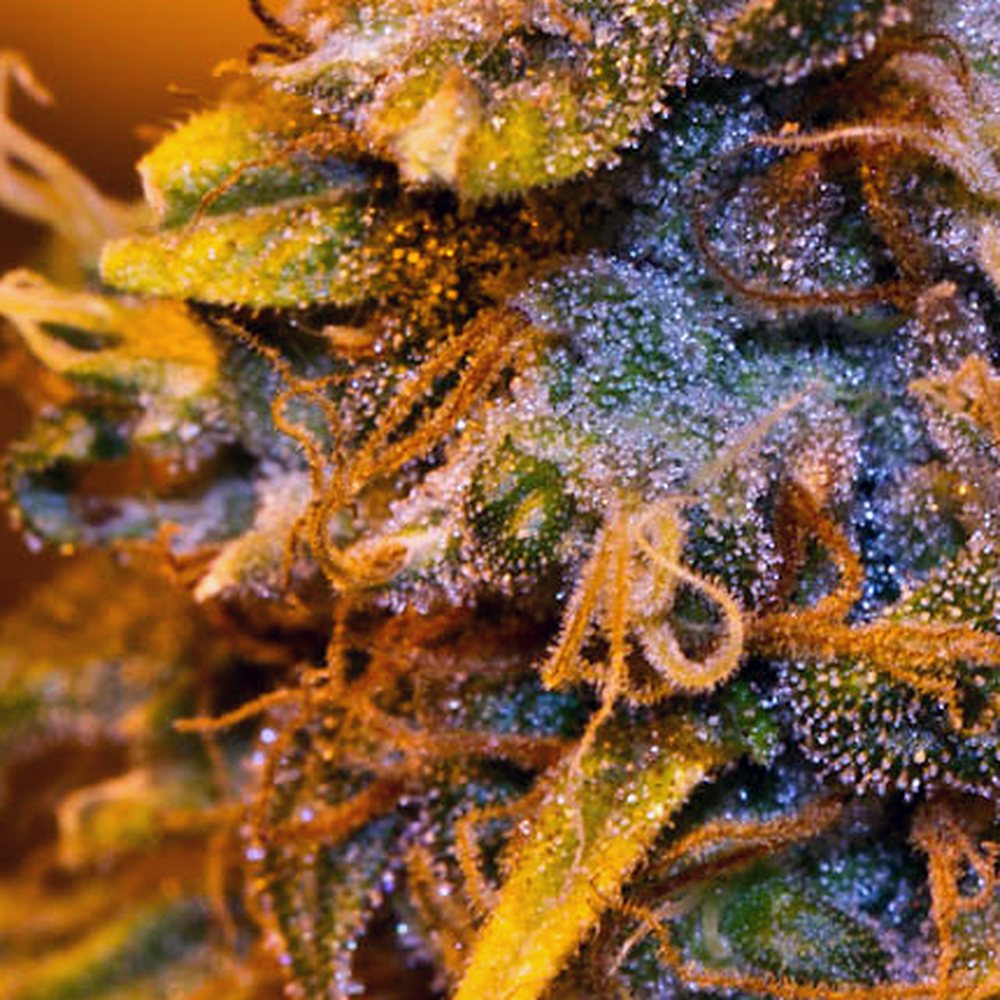 Runtz (Indoor) THCA Flower (26.4% THCA) — VelvetCBD