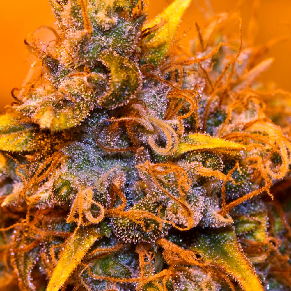 Strawberry Cough (Light DEP) THCA Flower (24.5% THCA) — VelvetCBD