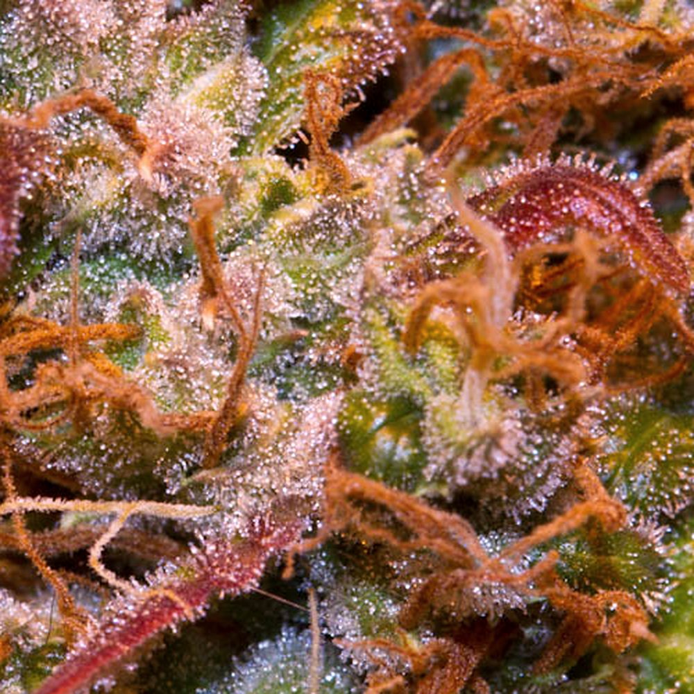 White Widow THCA Flower (25.2% THCA) — VelvetCBD